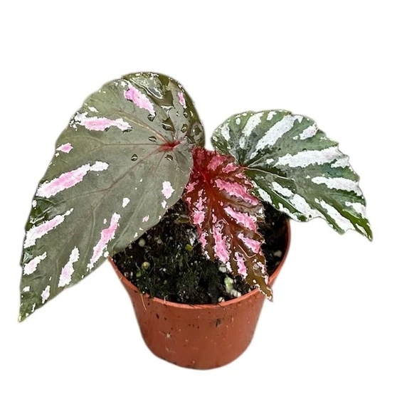 Begonia brevirimosa 8.5cm
