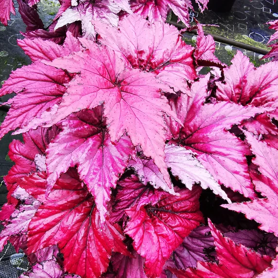 Image Credit: Dibleys Nurseries