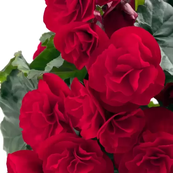 Begonia 'Carmen' - image 1