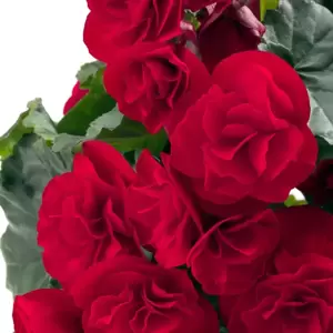 Begonia 'Carmen' - image 1