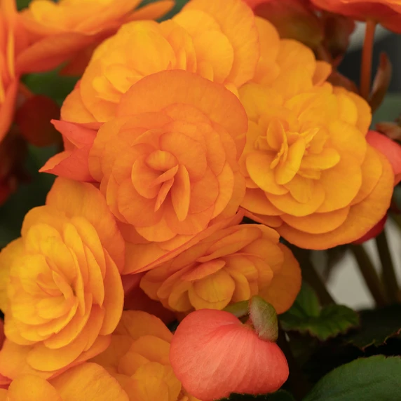 Begonia 'Catrin'