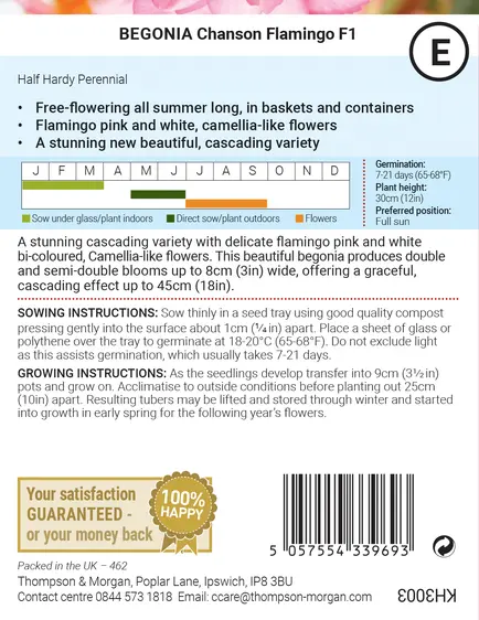 Begonia Chanson Flamingo F1 Seeds - image 2