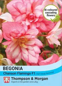 Begonia Chanson Flamingo F1 Seeds - image 1