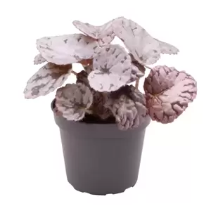 Begonia rex 'Chayo'