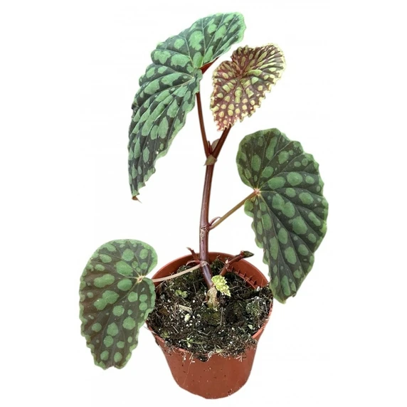 Begonia chlorosticta