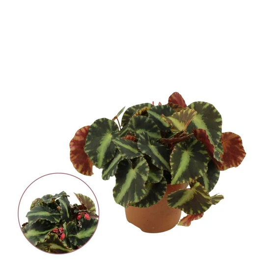 Begonia cleopatrae 7cm - image 2