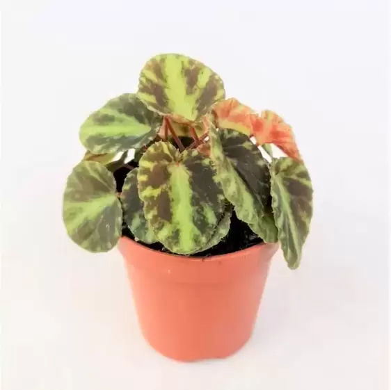 Begonia cleopatrae 6cm - image 1