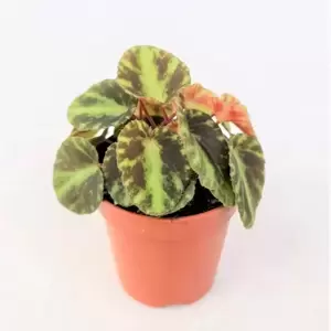 Begonia cleopatrae 6cm - image 1