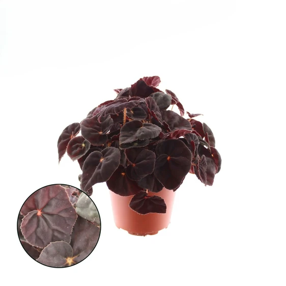 Begonia 'Congo'