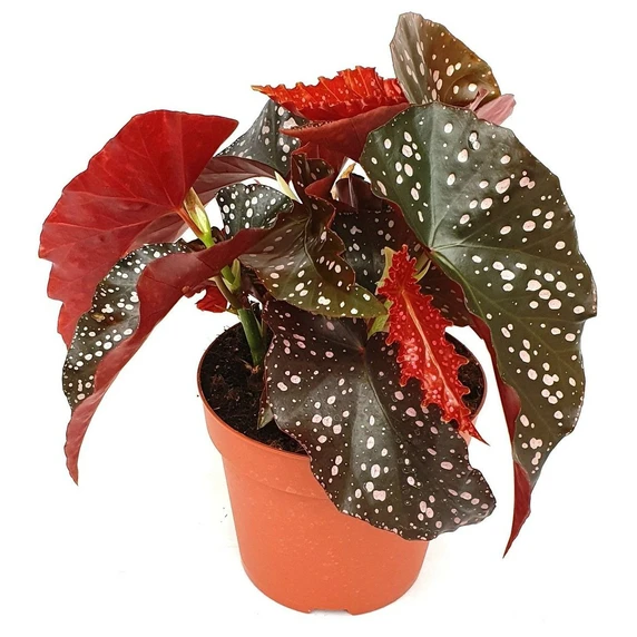 Begonia 'Cracklin' Rosie' 17cm