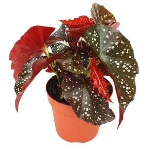 Begonia 'Cracklin' Rosie' 17cm