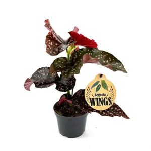 Begonia 'Cracklin' Rosie' 12cm