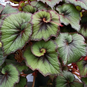 Image Credit: Dibleys Nurseries