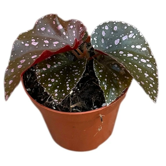Begonia palmata 'D Don' - image 1