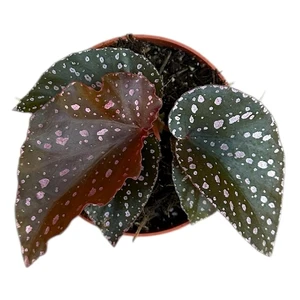 Begonia palmata 'D Don' - image 2