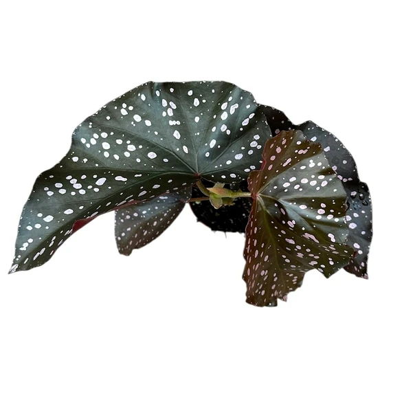 Begonia palmata 'D Don' - image 3