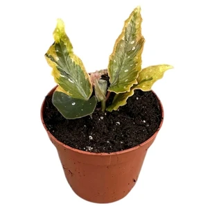 Begonia 'Dainty Spray' Sport Variegata