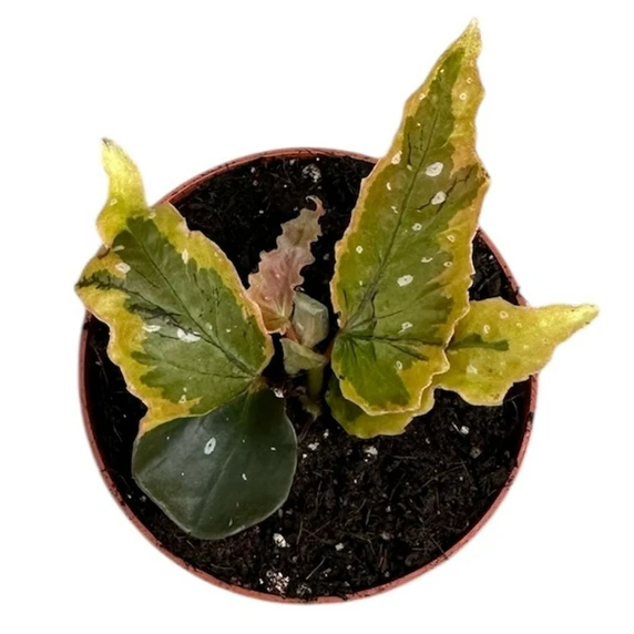 Begonia 'Dainty Spray' Sport Variegata - image 2