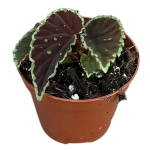 Begonia darthvaderiana 'Green Spots' - image 1