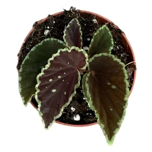 Begonia darthvaderiana 'Green Spots' - image 2