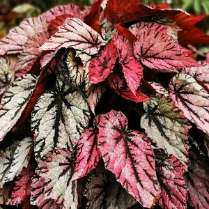 Image Credit: Dibleys Nurseries