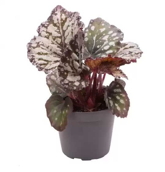 Begonia rex 'Dew Drop'