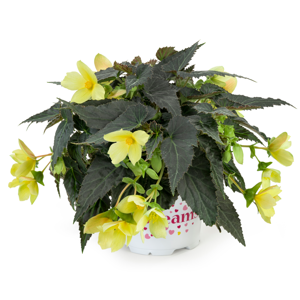 Begonia 'Dreams Beauvilia Lemon'