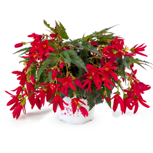 Begonia 'Dreams Beauvilia Red'