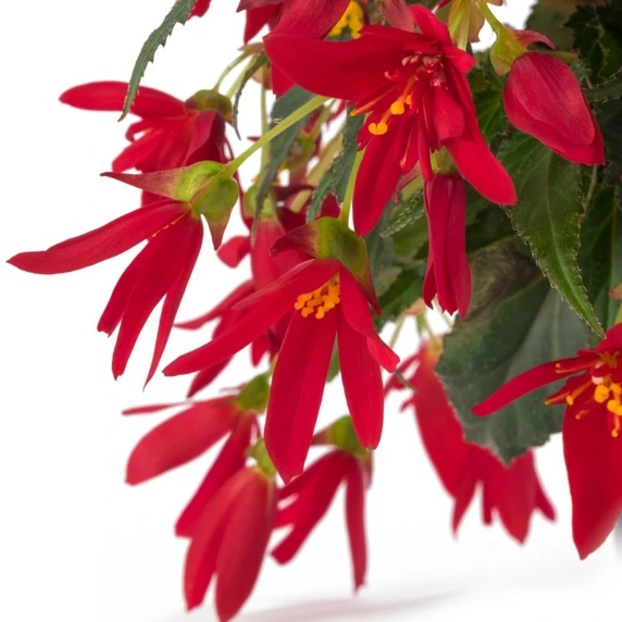 Begonia 'Dreams Beauvilia Red' - image 2