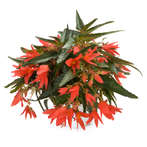 Begonia 'Dreams Beauvilia Salmon'