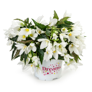 Begonia 'Dreams Beauvilia White'