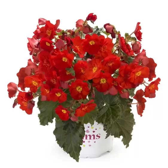 Begonia Dreams Garden 'MacaRouge' 1L - image 3