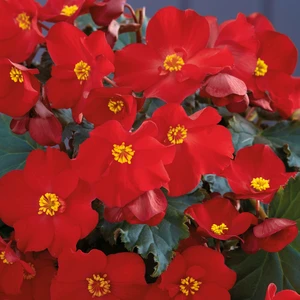 Begonia Dreams Garden 'MacaRouge' 1L - image 2