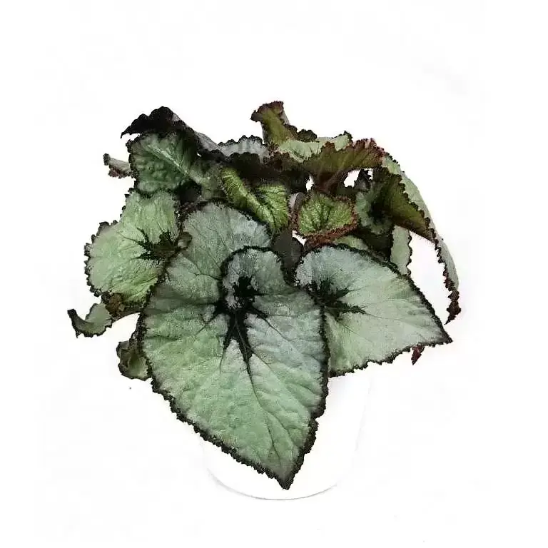 Begonia Rex Escargot 12cm Cowell S Garden Centre Woolsington