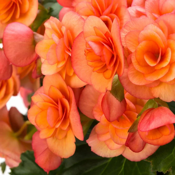 Begonia 'Esmay Peach' - image 1