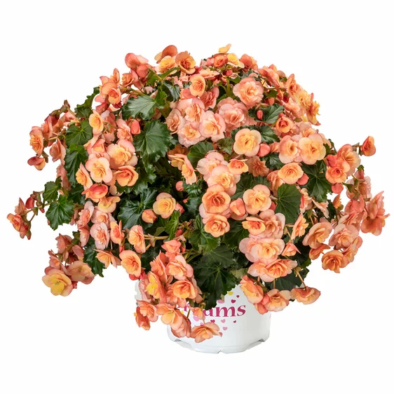 Begonia 'Esmay Peach' - image 2