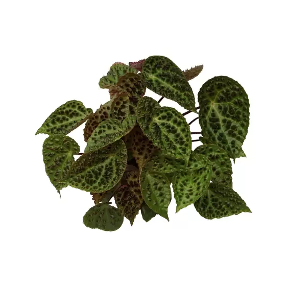 Begonia ferox 13cm - image 1