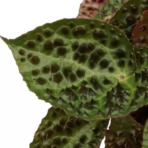 Begonia ferox 13cm - image 2