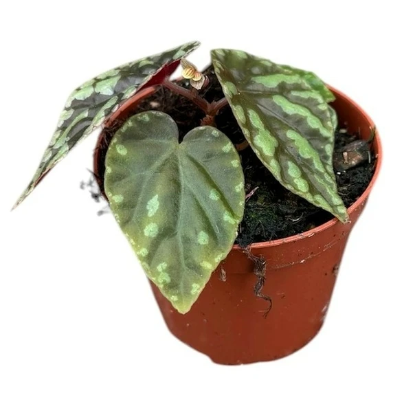 Begonia filiformis 'Irmsch'