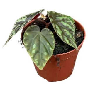 Begonia filiformis 'Irmsch'