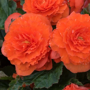 Picture - Ball Horticultural