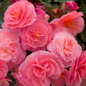 Picture - Ball Horticultural