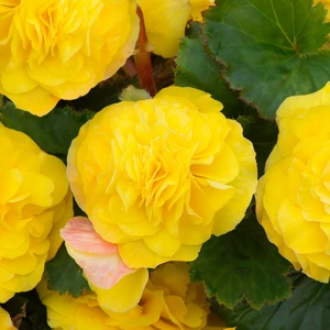 Picture - Ball Horticultural