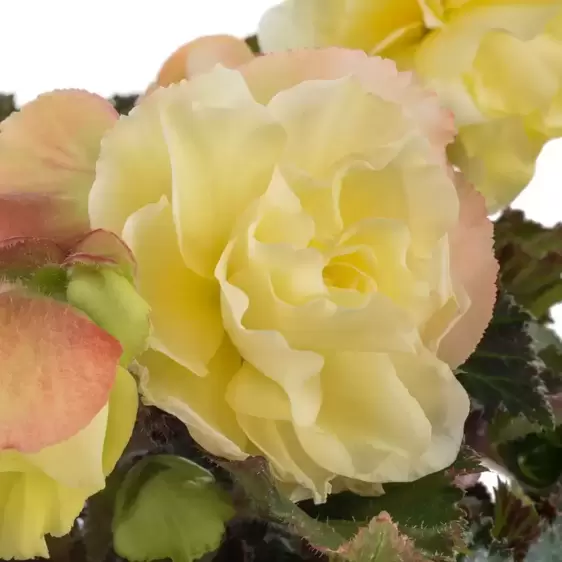 Begonia 'Fragrant Falls Lemon' 1L