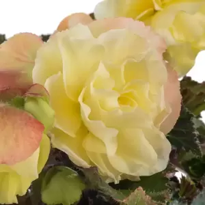 Begonia 'Fragrant Falls Lemon' 1L