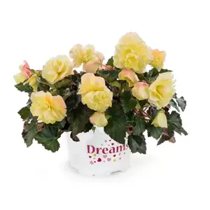 Begonia 'Fragrant Falls Lemon' 12cm - image 1
