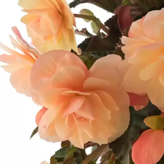 Begonia 'Fragrant Falls Peach' 1L