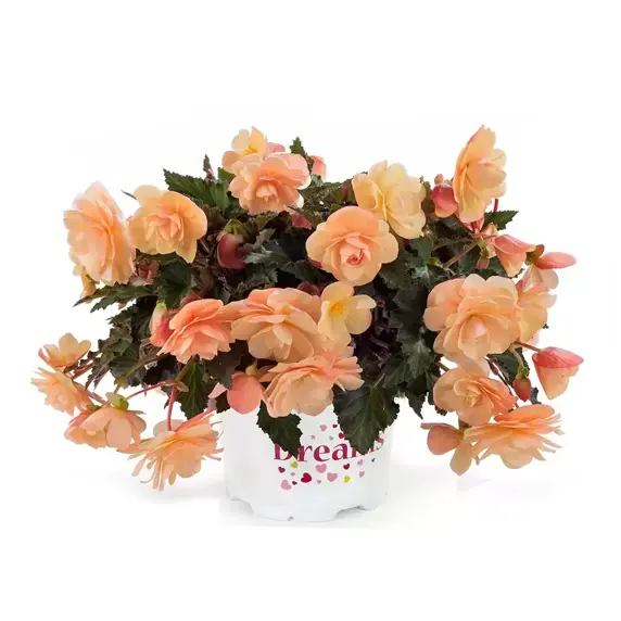 Begonia 'Fragrant Falls Peach' 12cm - image 1