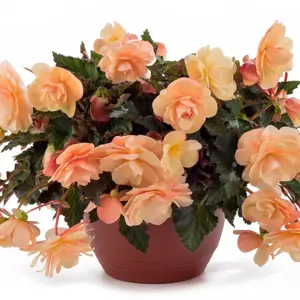 Begonia 'Fragrant Falls Peach' 12cm - image 4