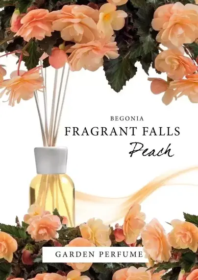 Begonia 'Fragrant Falls Peach' 12cm - image 3